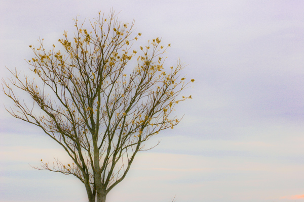 With my dogs in the car, it was now time to drive over to Plum Island and walk the beach. I couldn't believe how empty it was...oh joy! I wouldn't have to worry about my Jack Russell attacking some unsuspecting little puppy, and destroying my mindful journey. Fortunately I had remebered to bring my camera. This tree above greeted us as we approached the beach.