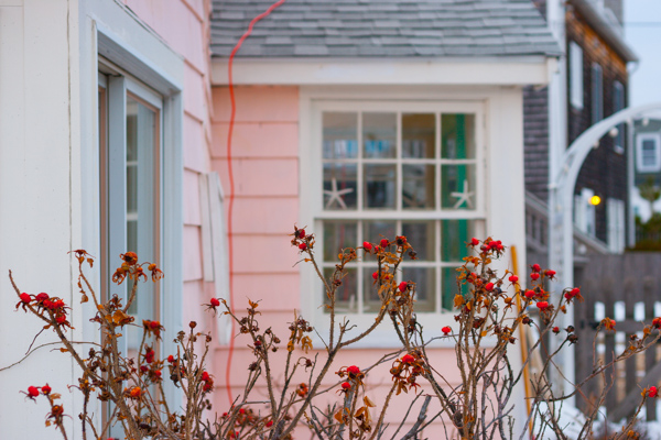 Just when I was beginning to accept & appreciate the subtle achromatic shades of winter, this little pink cottage warmed me into rememebering & feeling all the color and activity quietly awaiting us around the corner. 