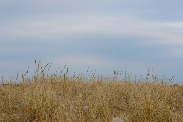 beachgrass.jpg